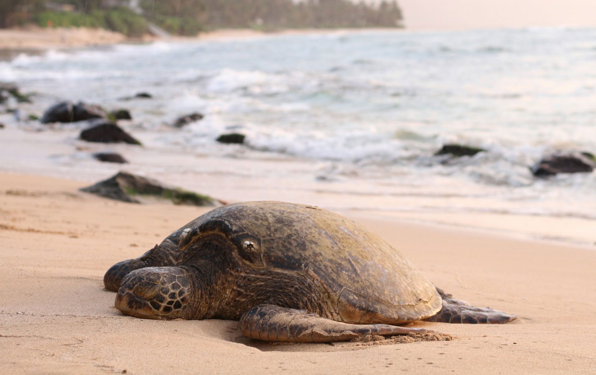 2-8-Grad-Erw-rmung-Was-das-f-r-Menschen-Tiere-und-den-Planeten-bedeutet