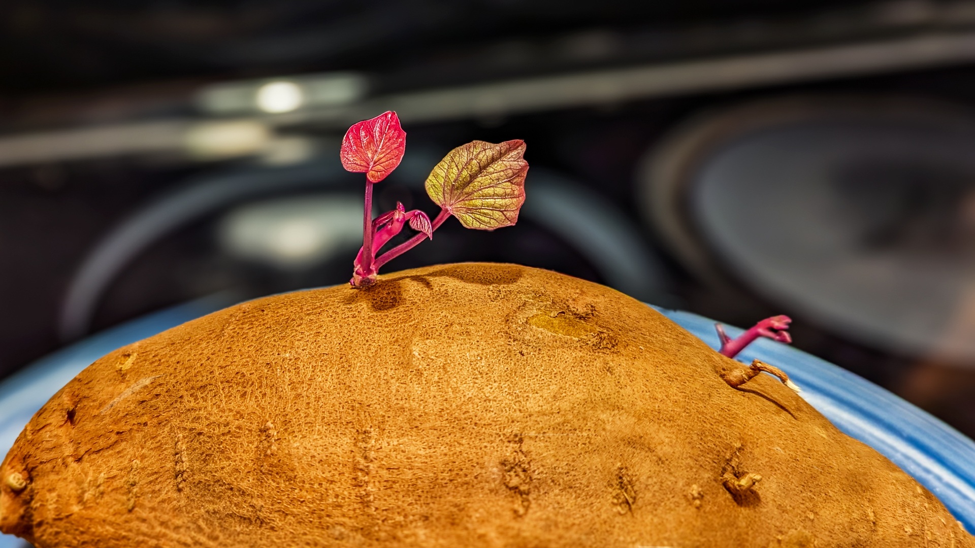 Dieses-Gem-se-ist-auch-eine-dekorative-Zimmerpflanze