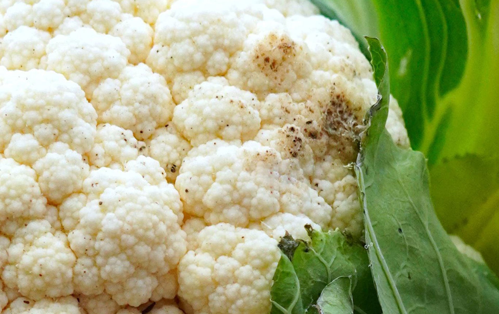 Blumenkohl-mit-schwarzen-Punkten-Wegwerfen-oder-noch-essen-