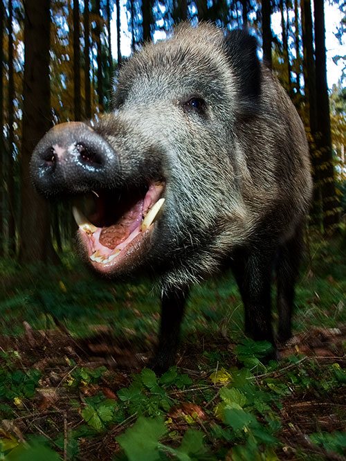 gewinnspiel-gluecksschwein-pefc-teaserrechts-10-15 Wildschwein