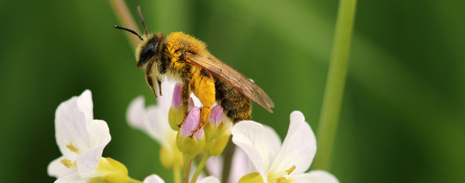 REWE Wildbienen Schutz Fakten