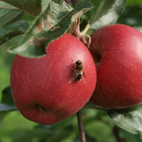 rewe group pro planet apfel-projekt
