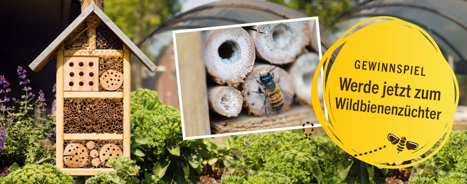 toom Gewinnspiel Bienenhotel gewinnen bienen schützen wildbienen
