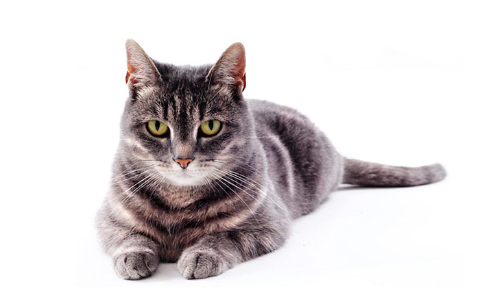 demeter Katzenfutter Hundefutter gewinnen bio