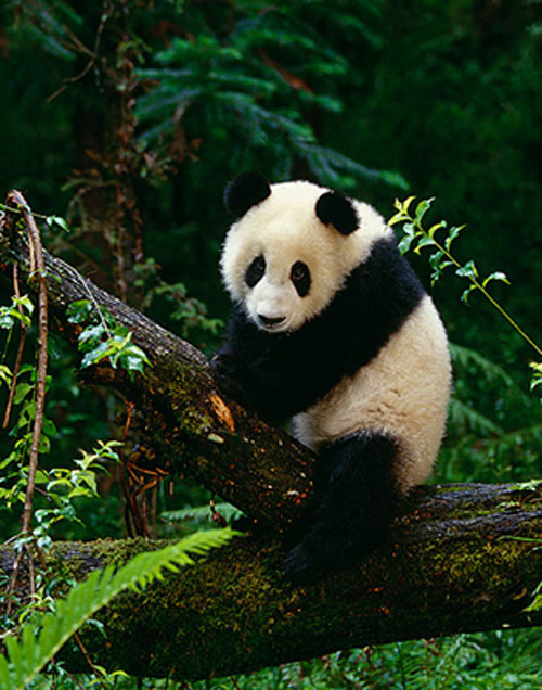 01_Giant_Panda3 Umweltschutz Naturschutz biologische Vielfalt WWF Spenden