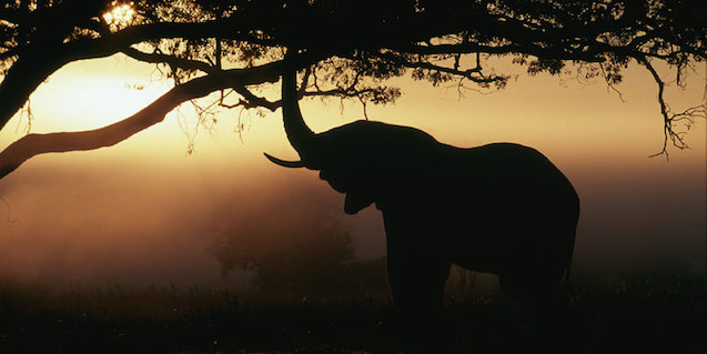 Umweltschutz Naturschutz biologische Vielfalt WWF Spenden