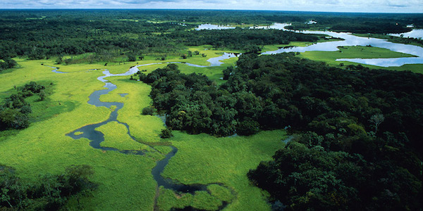 940BG-HI_46333-Amazonas-Regenwald-_c_-Michel-Roggo-WWF-Canon Umweltschutz Naturschutz biologische Vielfalt WWF Spenden