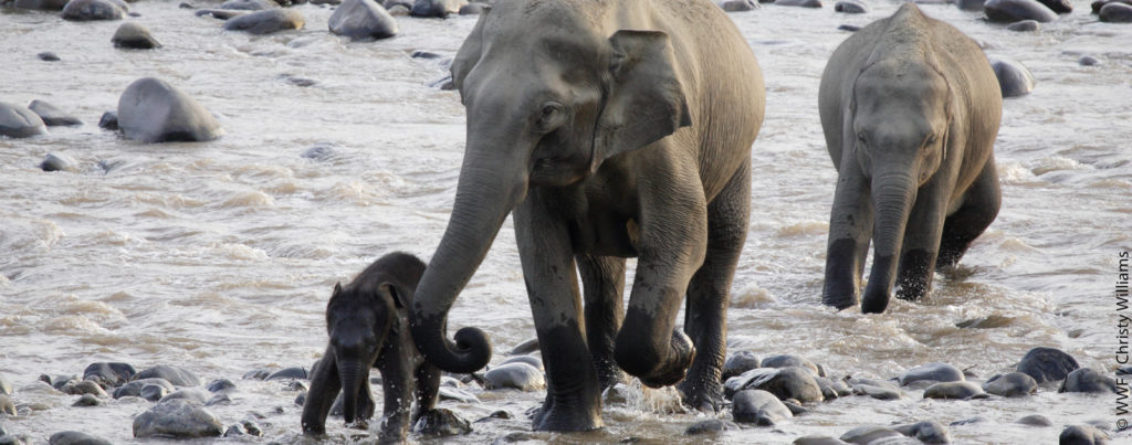 Umweltschutz Naturschutz biologische Vielfalt WWF Spenden