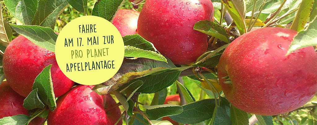 REWE Headerbild Apfelplantage