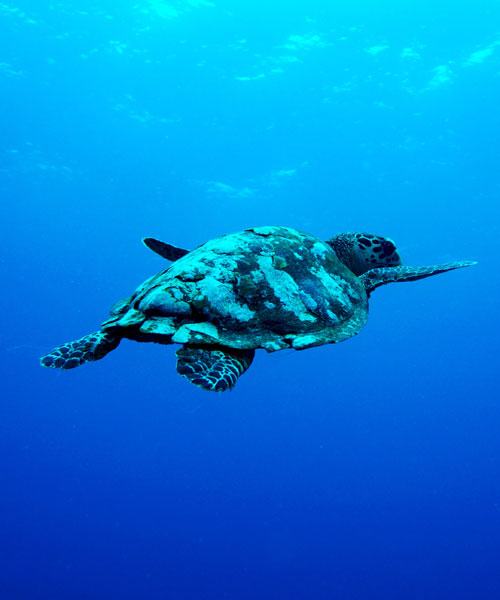 Ocean Plastic Tchibo Bademode
