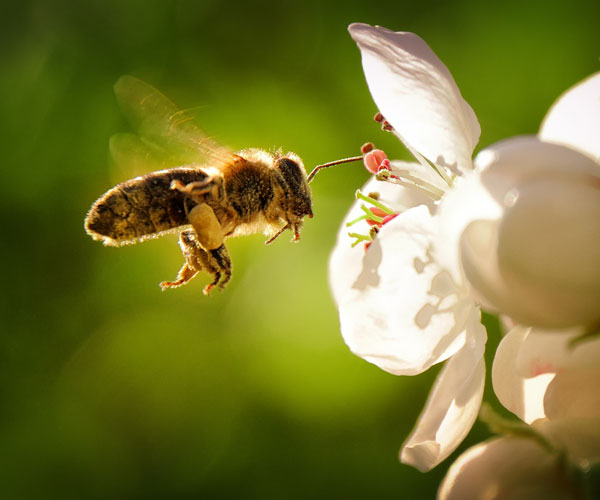 toom gewinnspiel hochbeet gewinnen bienenschutz bienenfreundliche Pflanzen