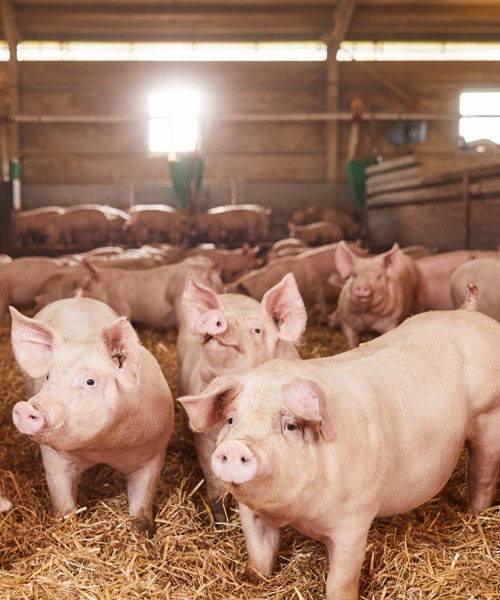 Tierwohl Transparenz bei Kaufland Schweine