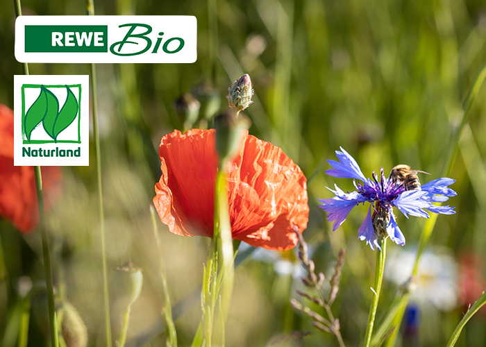 REWE Bio Bienenschutz Artenvielfalt schützen Bio Blütenhonig