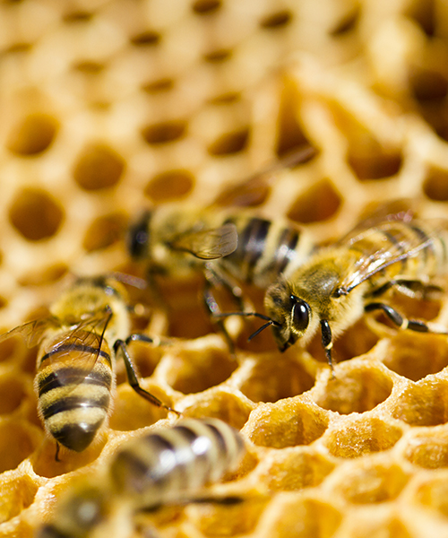 REWE Bio Bienenschutz Artenvielfalt schützen Bio Blütenhonig