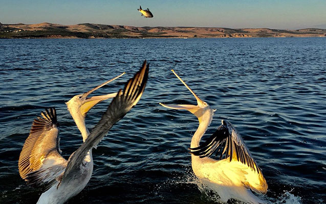 Marmara Gölü-See, Fische und Vögel