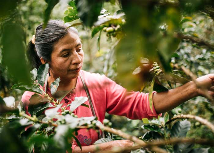 REWE Group Frauen Lieferkette Frauenkaffee, Fairtrade Produkte gewinnen