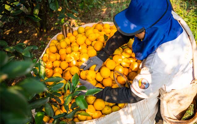 REWE Fairtrade Orangensaft Produktpaket gewinnen