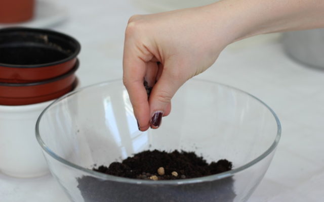 Seed Bombs basteln