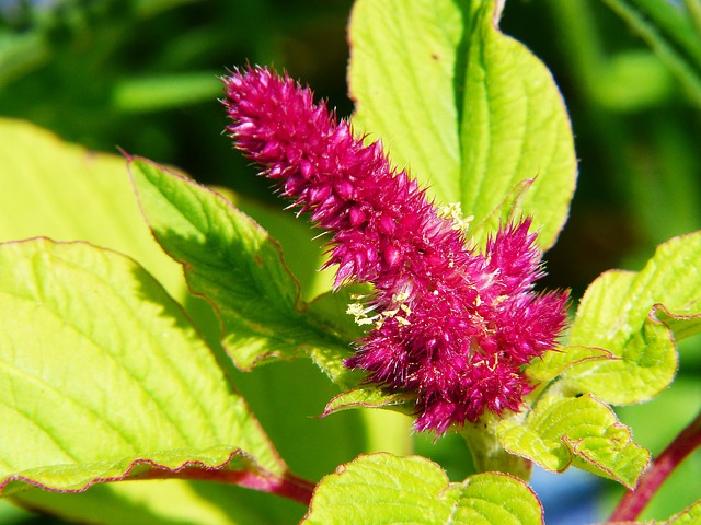 Amaranth / Fuchsschwanz wertvolle Eiweißquelle beim Kochen